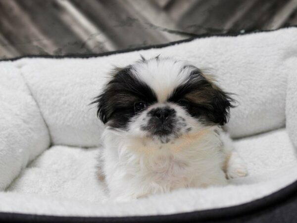 Pekingese DOG Male Sable / White 22631 Petland Racine, Wisconsin