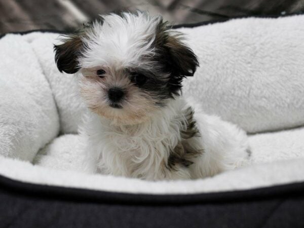 Malshi-DOG-Male-Brindle / White-22628-Petland Racine, Wisconsin