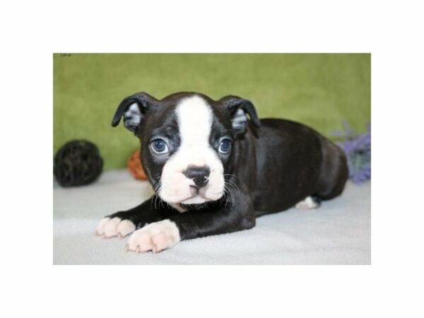 Boston Terrier-DOG-Male-Black / White-22652-Petland Racine, Wisconsin