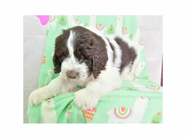 Newfoundland/Poodle-DOG-Male-Chocolate / White-22661-Petland Racine, Wisconsin