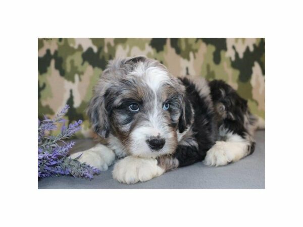 Aussiepoo-DOG-Male-Blue Merle-22660-Petland Racine, Wisconsin