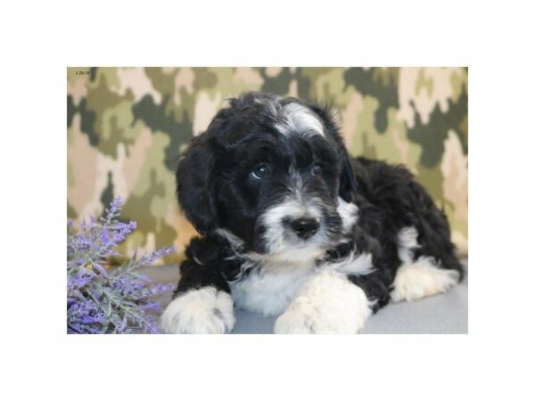 Aussiepoo-DOG-Female-Black / White-22654-Petland Racine, Wisconsin