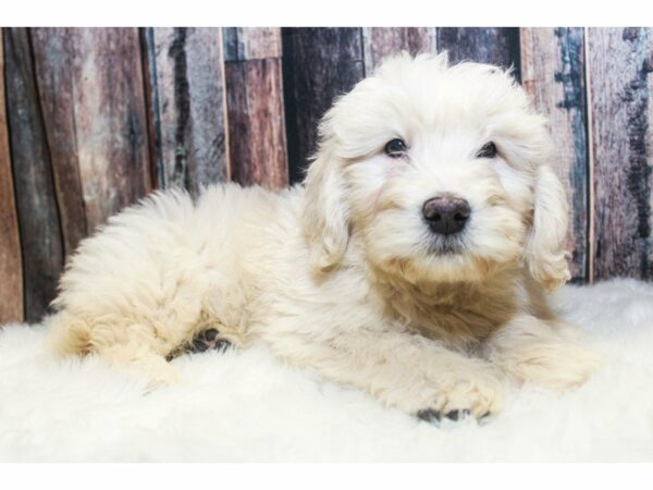 Goldendoodle-DOG-Male-Cream-14573-Petland Racine, Wisconsin