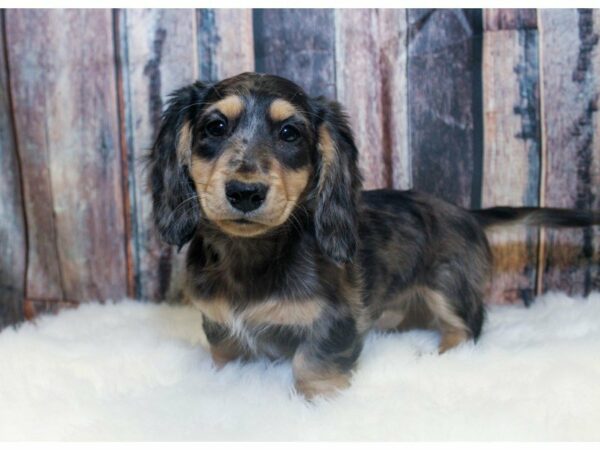 Dachshund-DOG-Male-Silver Dapple-14577-Petland Racine, Wisconsin