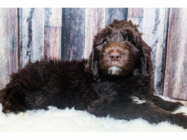 Newfoundland/Poodle-DOG-Female-Chocolate-14583-Petland Racine, Wisconsin