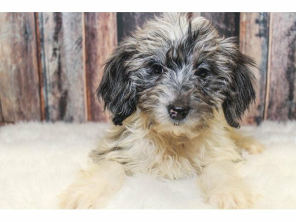 Aussiedoodle-DOG-Female-Blue Merle-14588-Petland Racine, Wisconsin