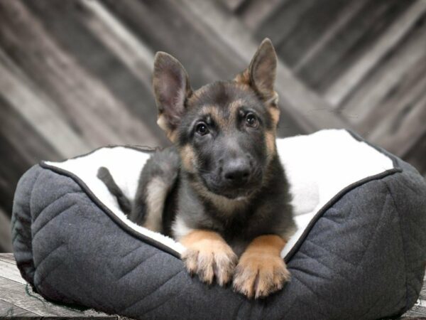 German Shepherd-DOG-Male-BLK/TAN-22672-Petland Racine, Wisconsin
