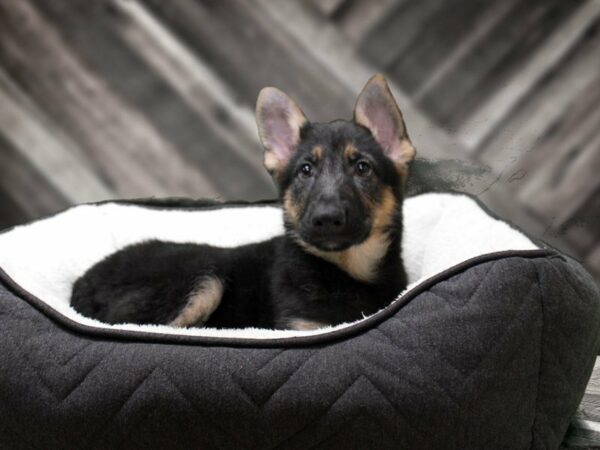 German Shepherd-DOG-Female-BLK/TAN-22673-Petland Racine, Wisconsin