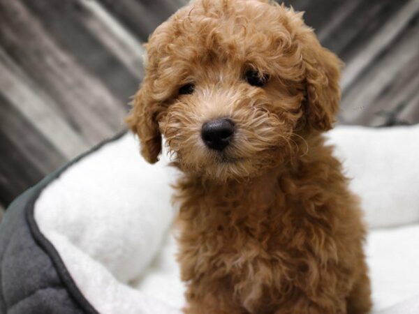 Miniature Poodle-DOG-Male-Red-22656-Petland Racine, Wisconsin