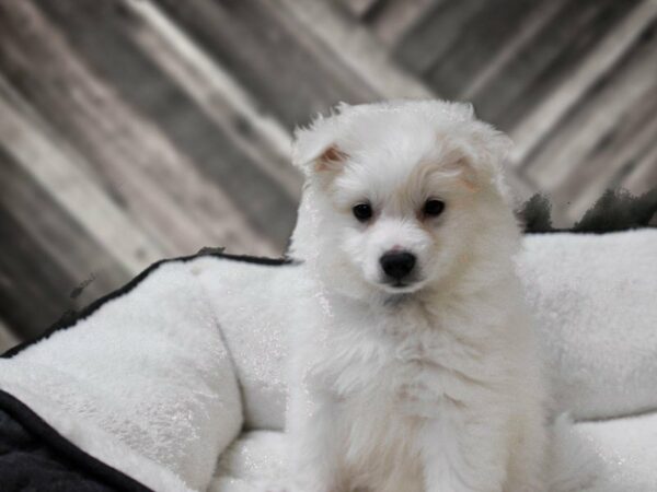 American Eskimo Dog DOG Male White 22650 Petland Racine, Wisconsin