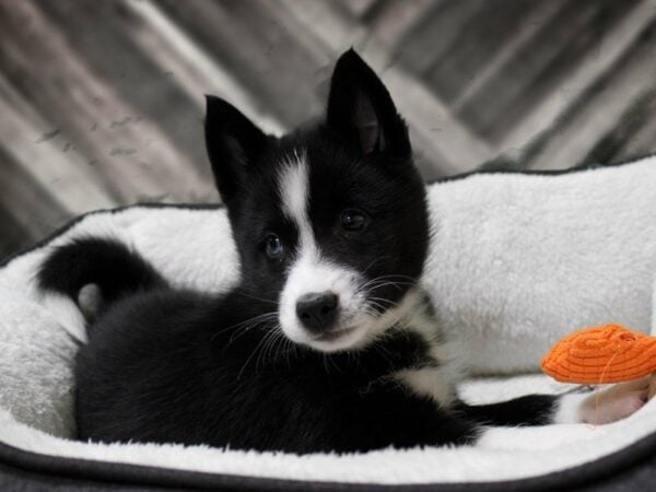 Huskimo DOG Male Black / White 22651 Petland Racine, Wisconsin