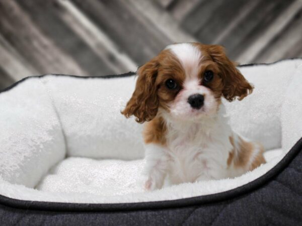 Cavalier King Charles Spaniel-DOG-Female-Blenheim-22659-Petland Racine, Wisconsin