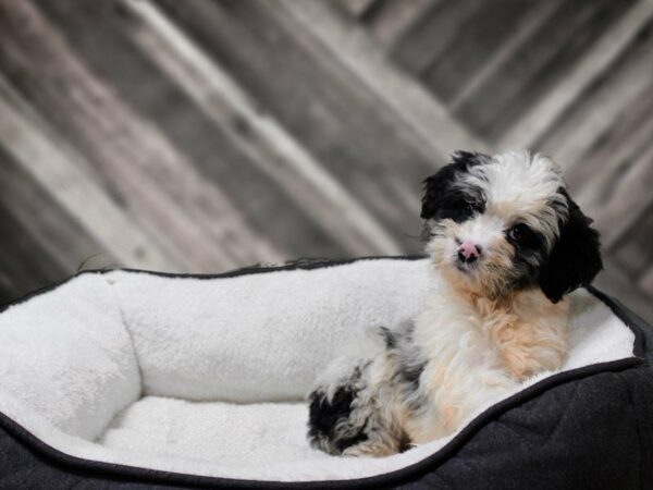 Aussiepoo-DOG-Female-BLUE MERLE-22668-Petland Racine, Wisconsin