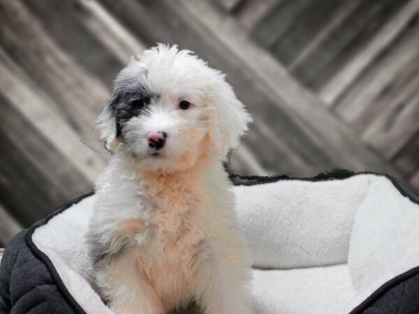 Aussiepoo-DOG-Female-BLUE MERLE-22667-Petland Racine, Wisconsin