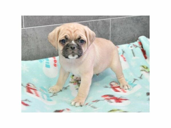 Puggle 2nd Gen-DOG-Male-Fawn-22698-Petland Racine, Wisconsin