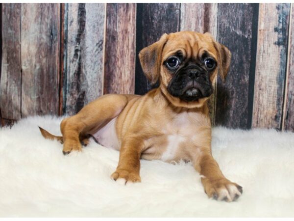 Puggle 2nd Gen DOG Female Fawn 14605 Petland Racine, Wisconsin