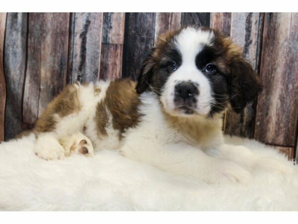 Saint Bernard DOG Male Brown / White 14595 Petland Racine, Wisconsin