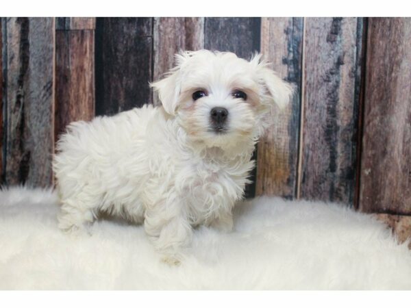 Maltese-DOG-Female-White-14594-Petland Racine, Wisconsin