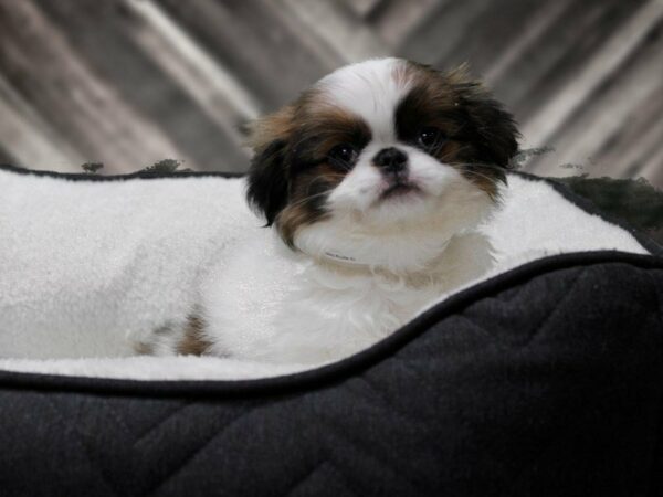 Japanese Chin DOG Male Brown / White 22690 Petland Racine, Wisconsin