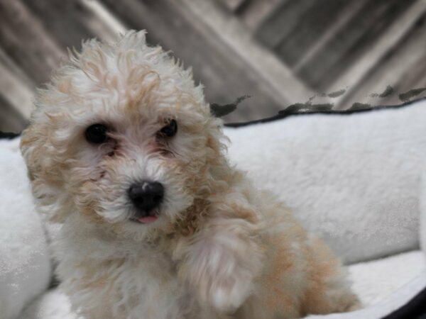 Maltipoo DOG Male Red 22685 Petland Racine, Wisconsin