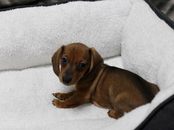 Dachshund-DOG-Female-RED-22704-Petland Racine, Wisconsin