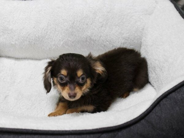 Chiweenie DOG Female CHOC/TAN 22710 Petland Racine, Wisconsin