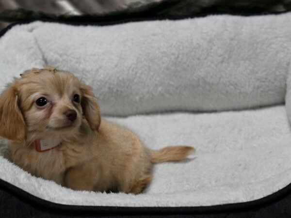 Chiweenie-DOG-Male-CRM-22709-Petland Racine, Wisconsin