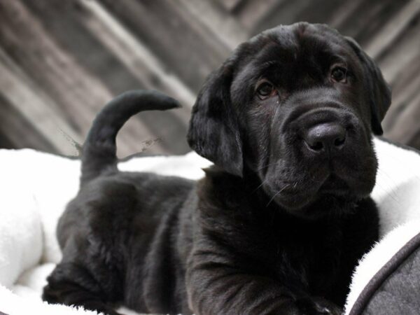 Walrus-DOG-Male-Black-22687-Petland Racine, Wisconsin