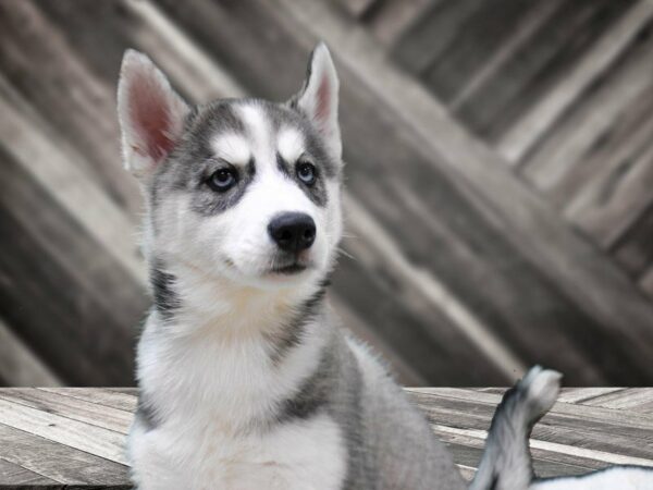 Siberian Husky-DOG-Female-Gray / White-22679-Petland Racine, Wisconsin