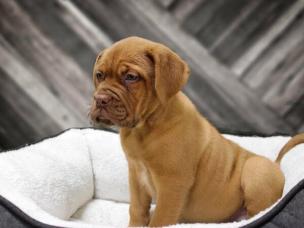 Dogue De Bordeaux-DOG-Female-RED-22707-Petland Racine, Wisconsin