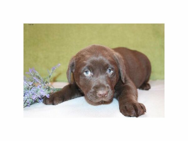 Labrador Retriever-DOG-Male-Chocolate-22720-Petland Racine, Wisconsin
