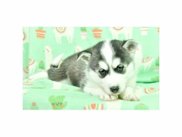 American Eskimo Dog/Siberian Husky-DOG-Male-Black / White-22722-Petland Racine, Wisconsin