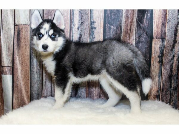 Siberian Husky-DOG-Female-Black / White-14623-Petland Racine, Wisconsin