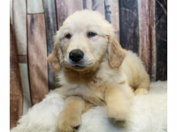 Golden Retriever-DOG-Male-Cream-14624-Petland Racine, Wisconsin