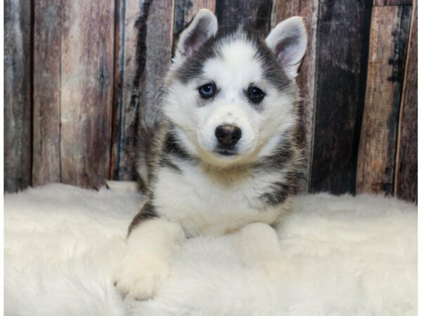 Huskimo-DOG-Female-Black / White-14626-Petland Racine, Wisconsin