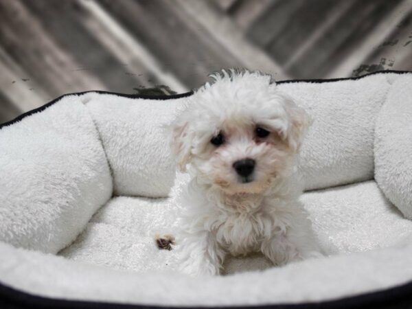 Bichon Frise DOG Female White 22721 Petland Racine, Wisconsin