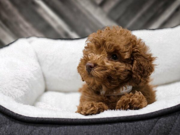 Poodle-DOG-Male-Red-22715-Petland Racine, Wisconsin