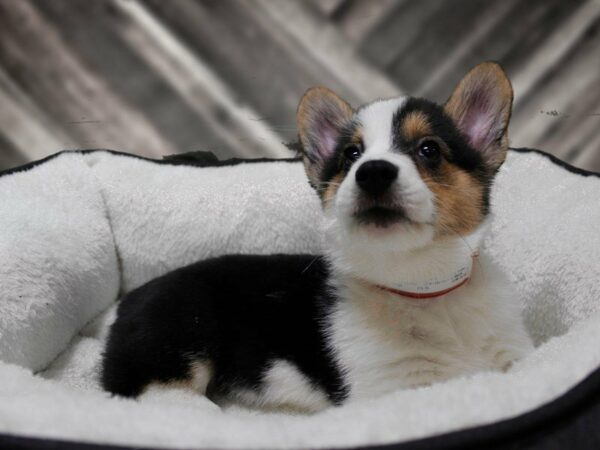 Pembroke Welsh Corgi DOG Male Black / White 22724 Petland Racine, Wisconsin