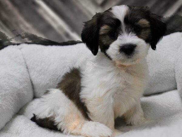 Teddy Bear-DOG-Female-SABLE/WHITE-22731-Petland Racine, Wisconsin