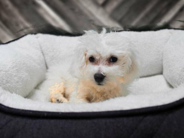 Bichon Frise DOG Male WHITE 22733 Petland Racine, Wisconsin