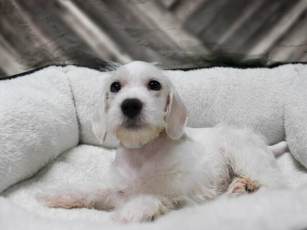 Schnoodle DOG Male WHITE 22732 Petland Racine, Wisconsin