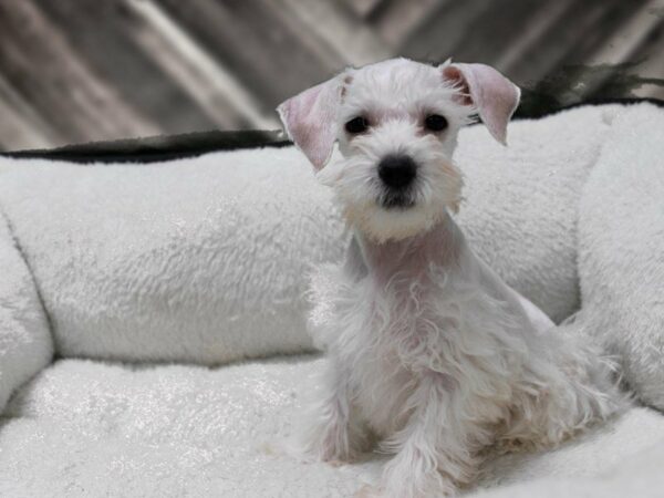 Schnoodle DOG Female WHITE 22703 Petland Racine, Wisconsin