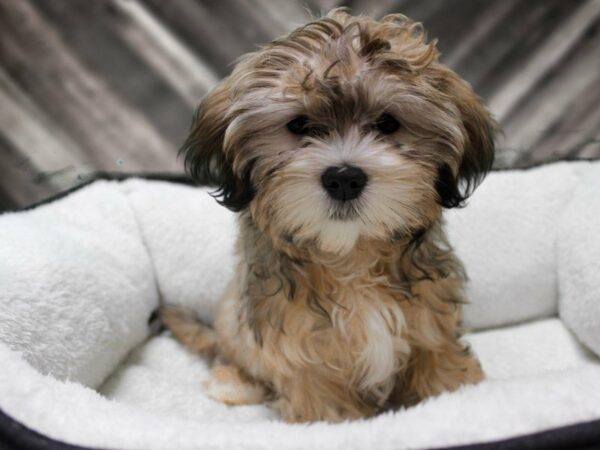 Morkie DOG Male SABLE 22700 Petland Racine, Wisconsin