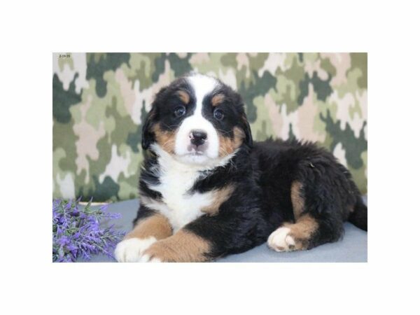 Bernese Mountain Dog-DOG-Male-Black Rust / White-22739-Petland Racine, Wisconsin