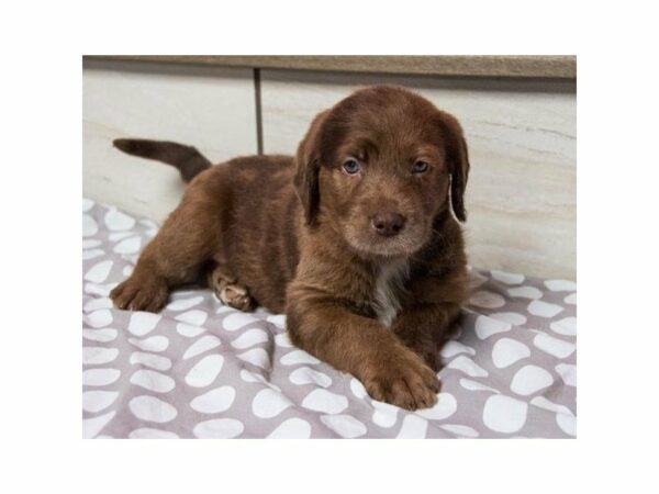 Labradoodle DOG Male Chocolate Merle 22738 Petland Racine, Wisconsin