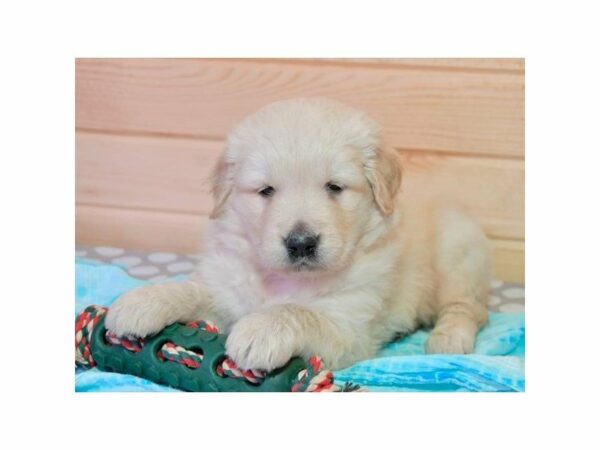 Golden Retriever-DOG-Male-Golden-22744-Petland Racine, Wisconsin