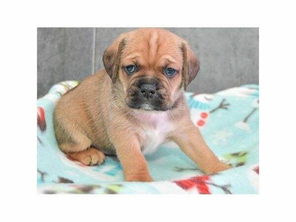 Puggle DOG Male Fawn 22734 Petland Racine, Wisconsin