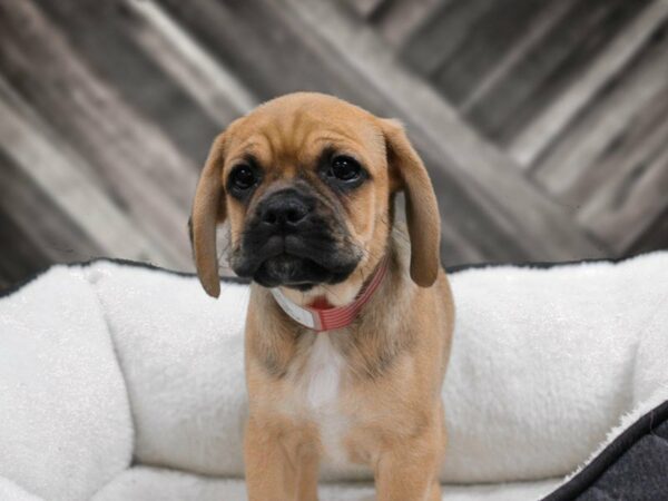 Puggle DOG Female Fawn 22735 Petland Racine, Wisconsin