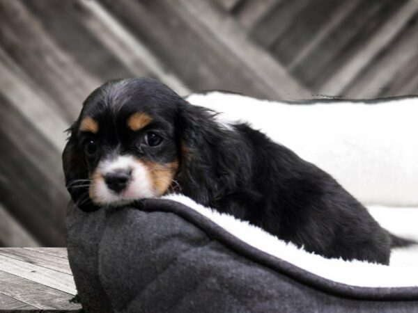 Cavalier King Charles Spaniel DOG Female Black Tan / White 22748 Petland Racine, Wisconsin