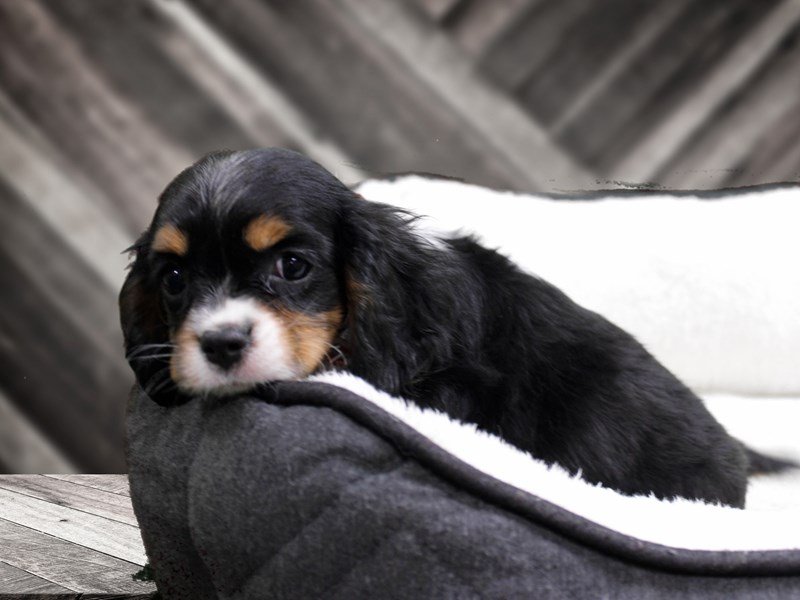 Cavalier King Charles Spaniel